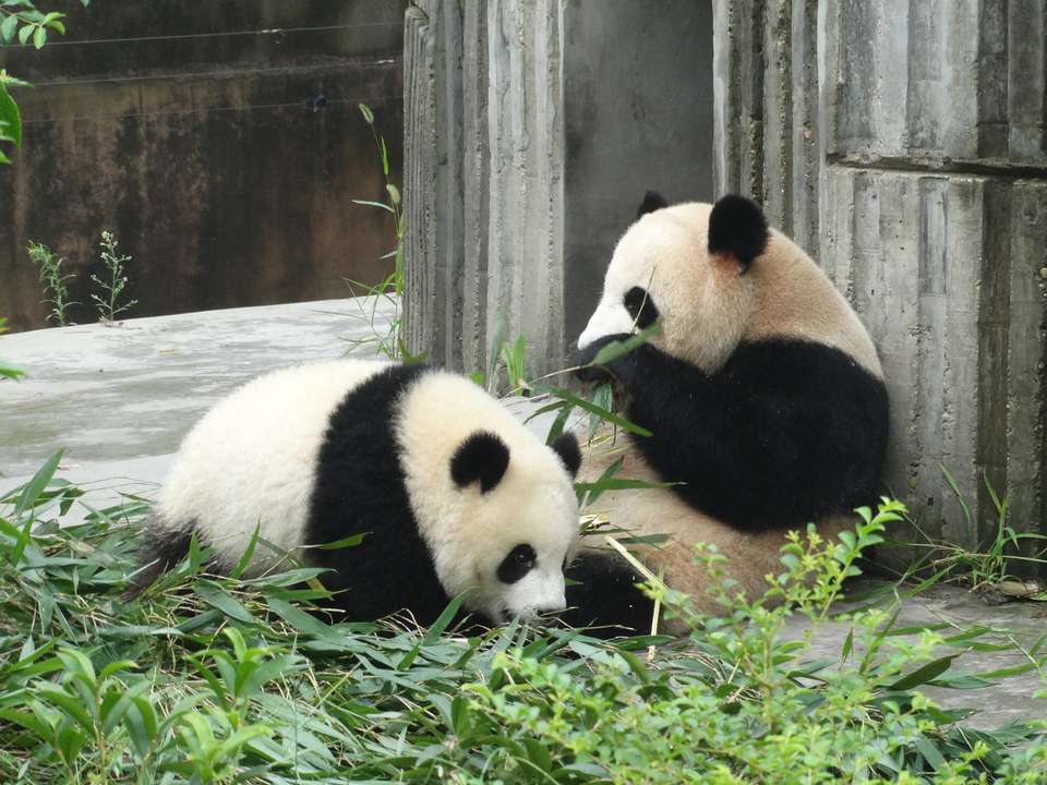 China Grand Cities & Pandas - 12 days - On The Go Tours - China - Image 7