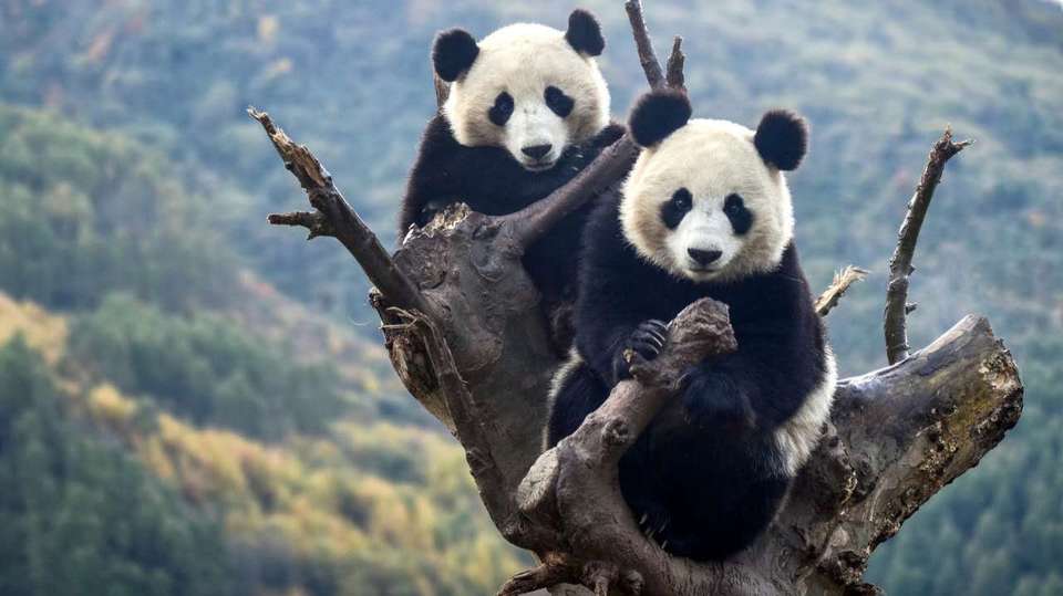 Chinese Cuisine and Culture - Truly China Travel - China - Image 13