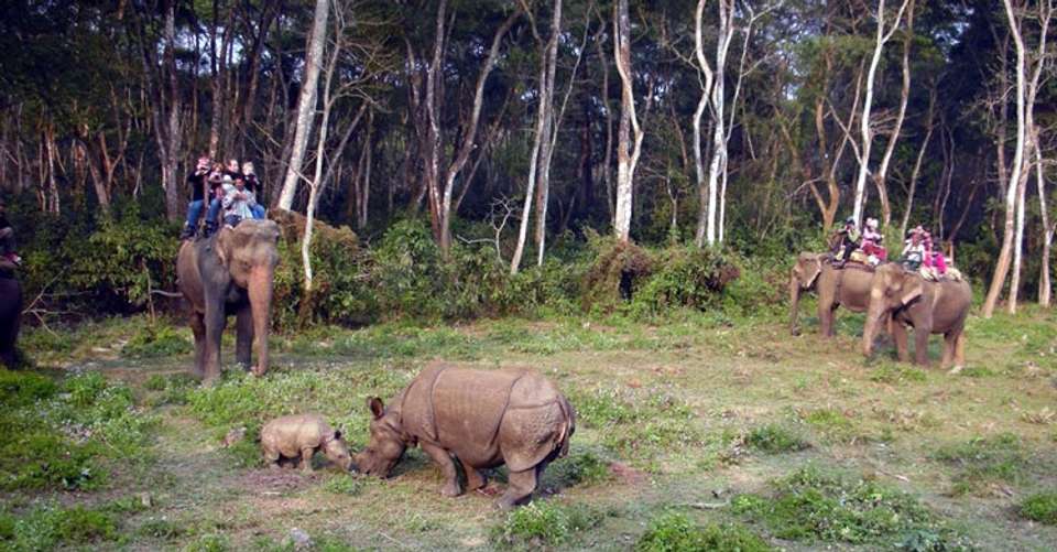 Chitwan Jungle Safari - 2 Nights and 3 Days - Friends Adventure Team Pvt. Ltd - Nepal - Image 2