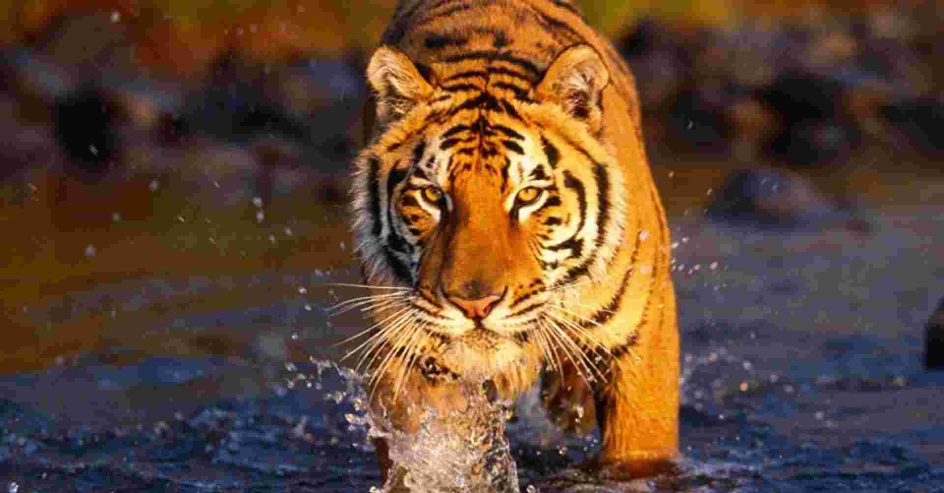 Chitwan Jungle Safari - 2 Nights and 3 Days