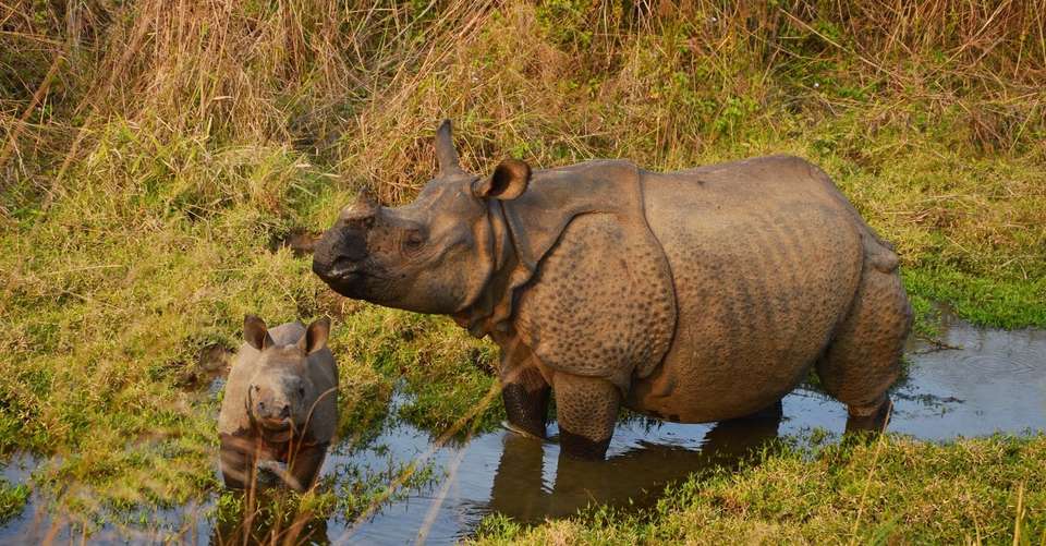 3 Nights 4 Days Chitwan Jungle Safari Tour from Kathmandu - Breakfree Adventures Pvt Ltd - Nepal - Image 2