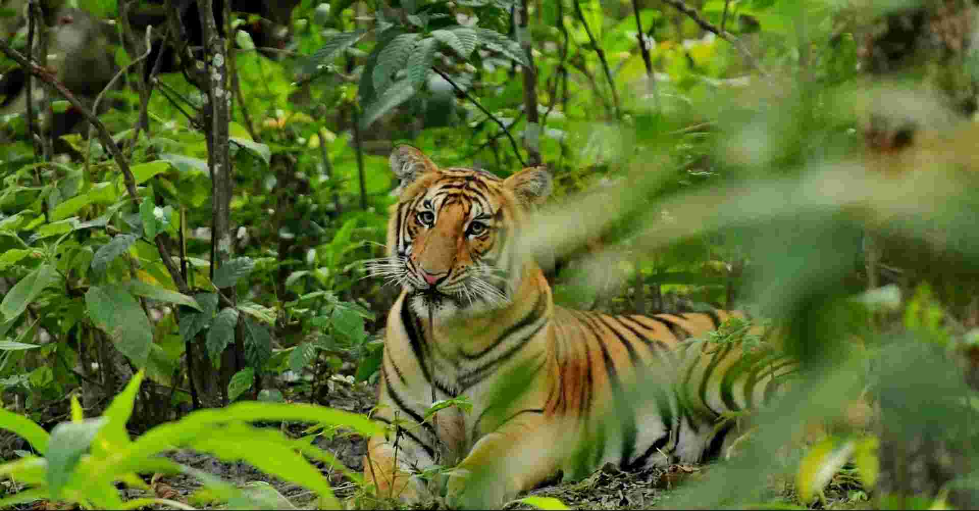 3 Nights 4 Days Chitwan Jungle Safari Tour from Kathmandu