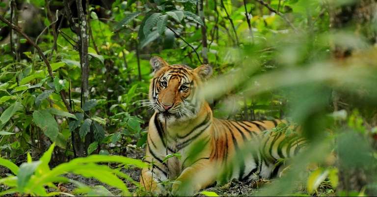 3 Nights 4 Days Chitwan Jungle Safari Tour from Kathmandu