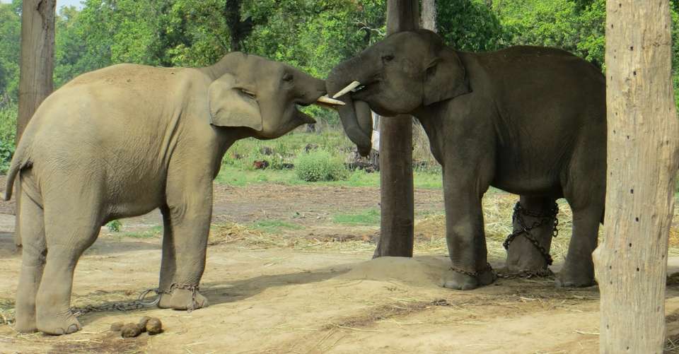 3 Nights 4 Days Chitwan Jungle Safari Tour from Kathmandu - Breakfree Adventures Pvt Ltd - Nepal - Image 3