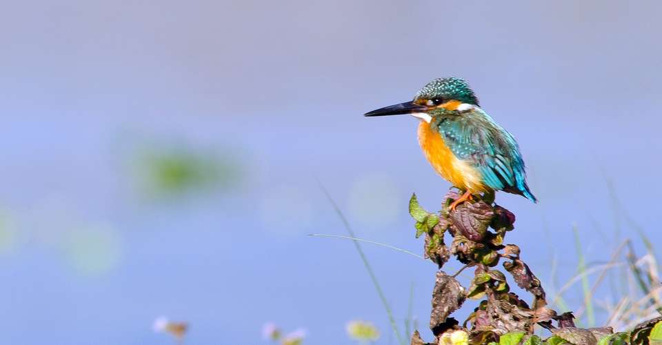 3 Nights 4 Days Chitwan Jungle Safari Tour from Kathmandu - Breakfree Adventures Pvt Ltd - Nepal - Image 4