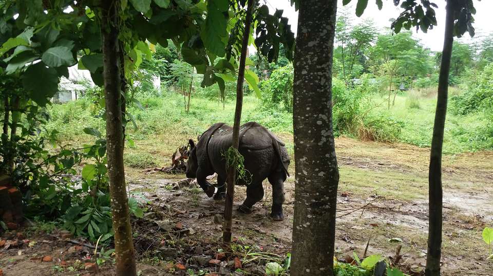 3 Nights 4 Days Chitwan Jungle Safari Tour from Kathmandu - Breakfree Adventures Pvt Ltd - Nepal - Image 8