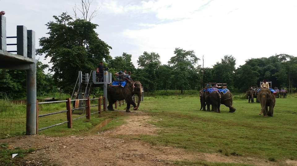 3 Nights 4 Days Chitwan Jungle Safari Tour from Kathmandu - Breakfree Adventures Pvt Ltd - Nepal - Image 10