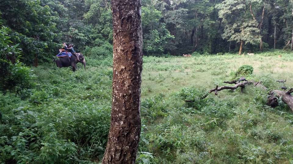 3 Nights 4 Days Chitwan Jungle Safari Tour from Kathmandu - Breakfree Adventures Pvt Ltd - Nepal - Image 11