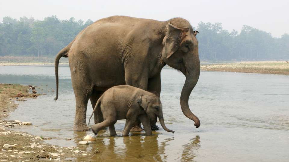 Chitwan Jungle Safari Tour - Outshine Adventure Pvt Ltd - Nepal - Image 2