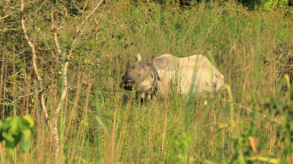 Chitwan Jungle Safari Tour - Outshine Adventure Pvt Ltd - Nepal - Image 3