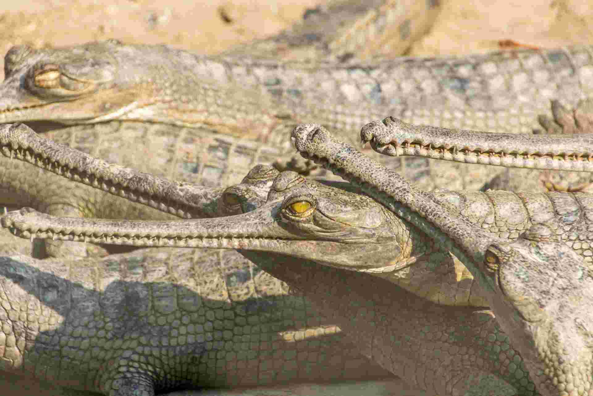 Chitwan National Park Extension