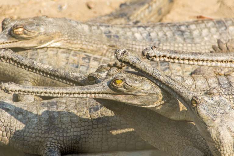 Nepal Rainforest and jungle visits Tour: Chitwan National Park Extension