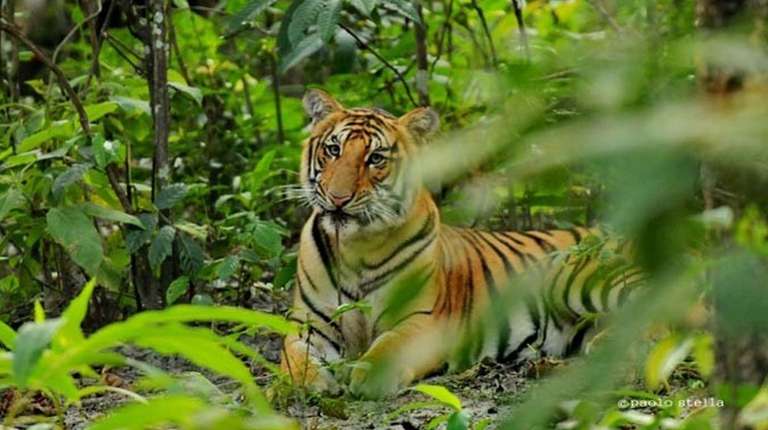 Chitwan  National Park Safari trip - alternative tour available