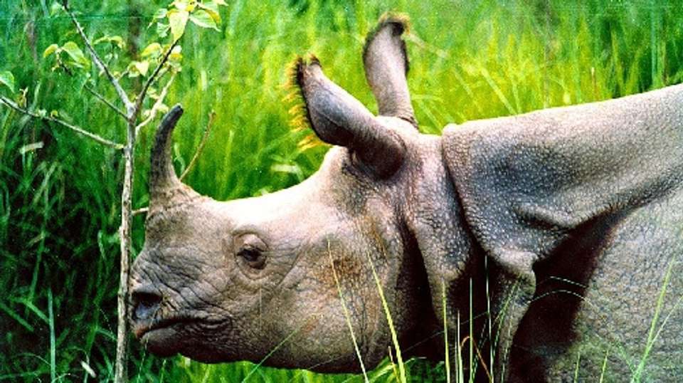 Chitwan National Park Safari - Adventure Bound - Nepal - Image 3
