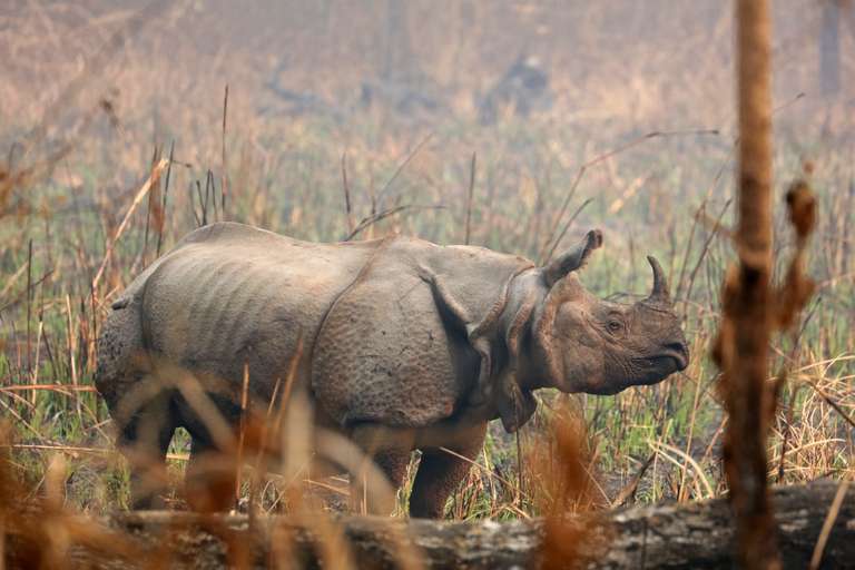 Chitwan Safari Add-on Tour trip - alternative tour available