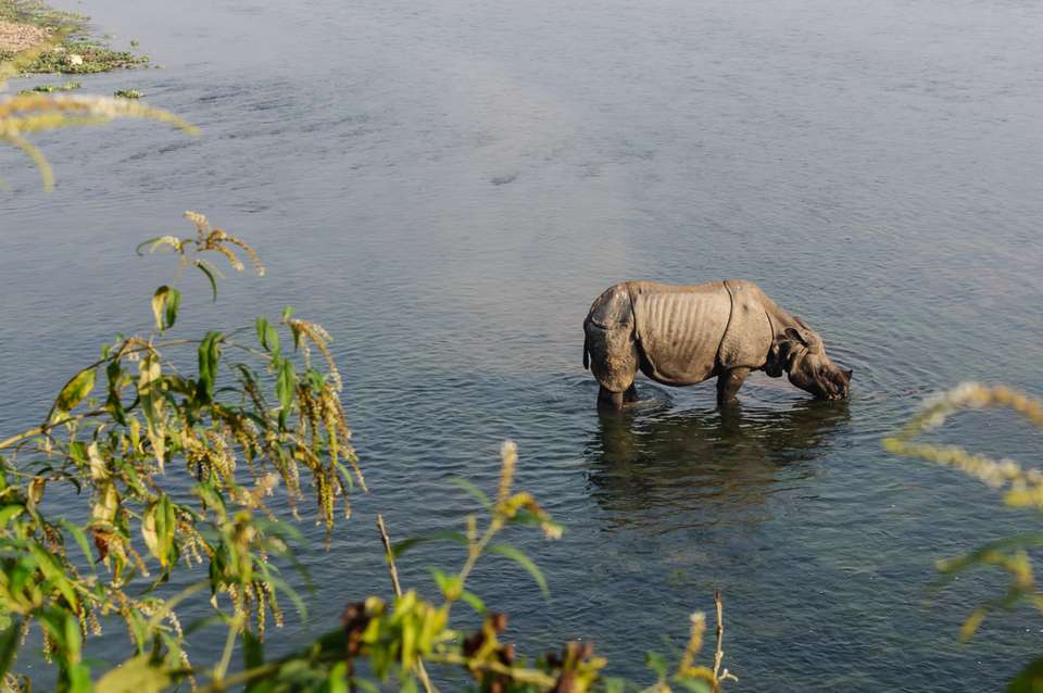 Chitwan Safari Add-on Tour - undefined - Image 6