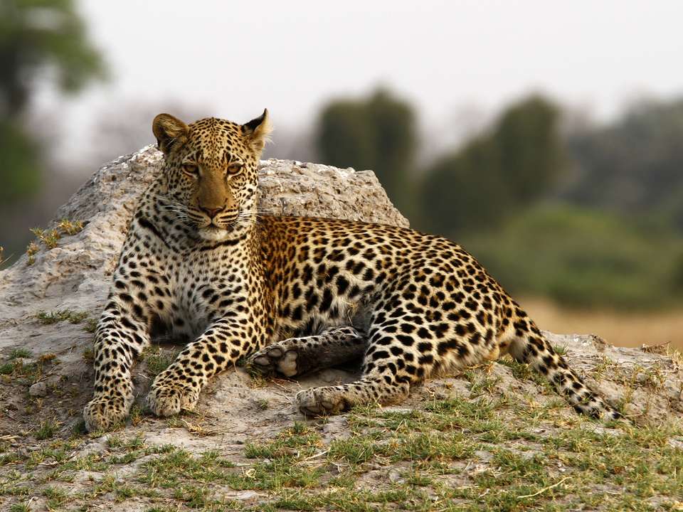 Chobe & Okavango Discovery (Accommodated) - 8 days - On The Go Tours - Zambia