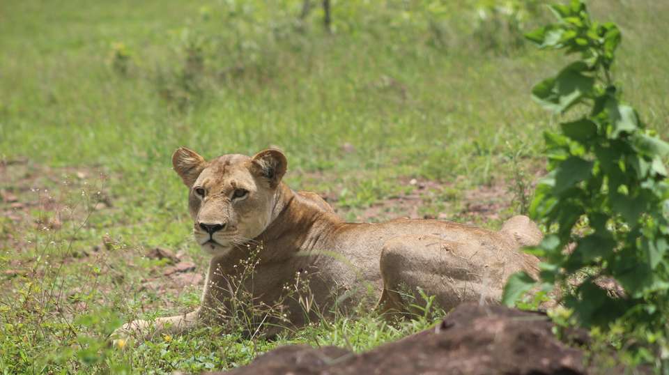 Chobe National Park Extended Day Trip - Dk Tours & Safaris - Zimbabwe - Image 2