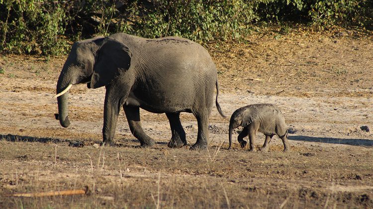 Chobe National Park Short Break by Intrepid Travel | Bookmundi