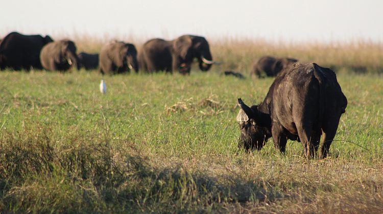 Chobe National Park Short Break by Intrepid Travel | Bookmundi