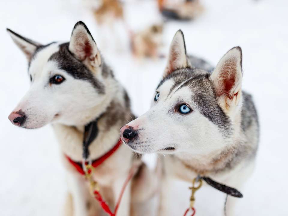 Christmas in Finland Express - 5 days - On The Go Tours - Finland