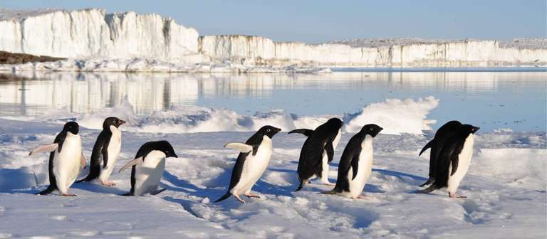 Antarctica - A White Christmas trip - alternative tour available
