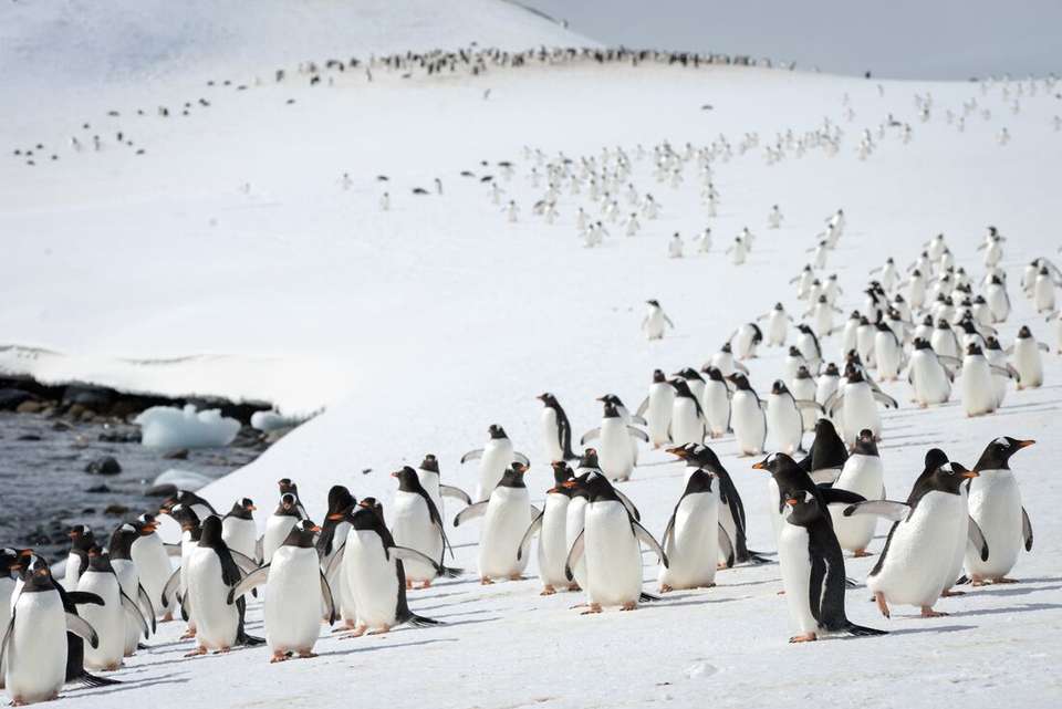Christmas Season in Antarctica (Ocean Victory) - undefined - Image 2