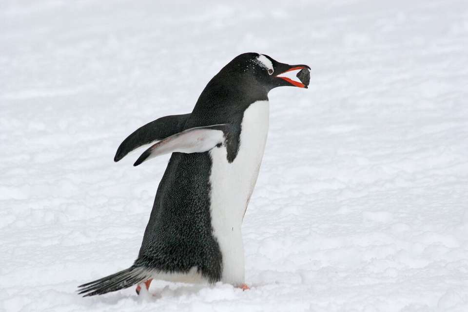 Christmas Season in Antarctica (Ocean Victory) - undefined - Image 6