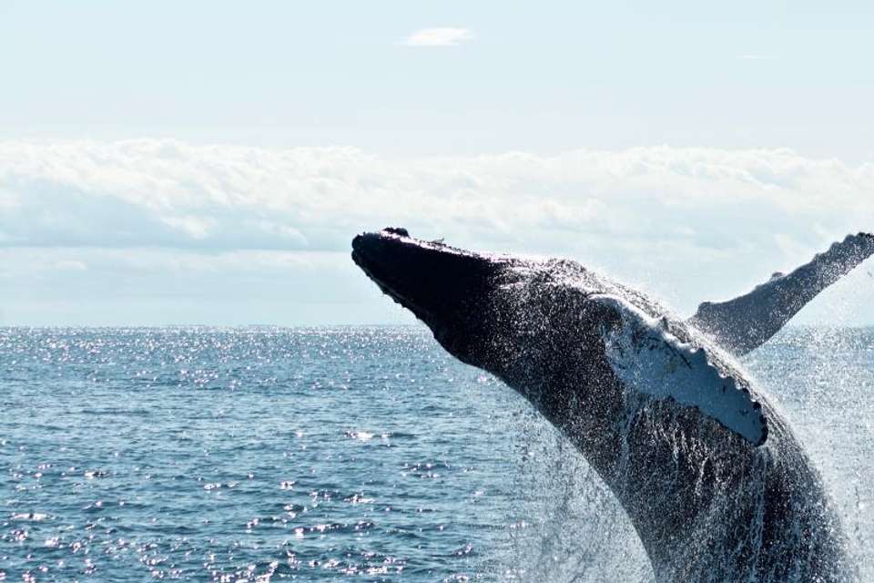 Circle Newfoundland & Labrador - Omega Tours - Canada