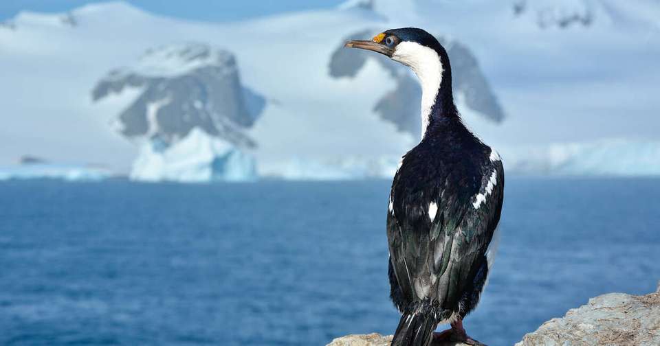 Classic Antarctica - Douglas Mawson - Explore - Argentina - Image 1