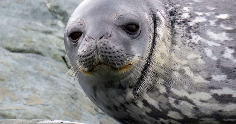 Classic Antarctica - Expedition trip - alternative tour available