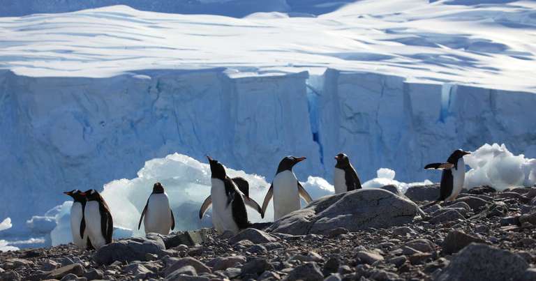 Antarctic Circle - Fly and Cruise -  M/V Greg Mortimer trip - alternative tour available