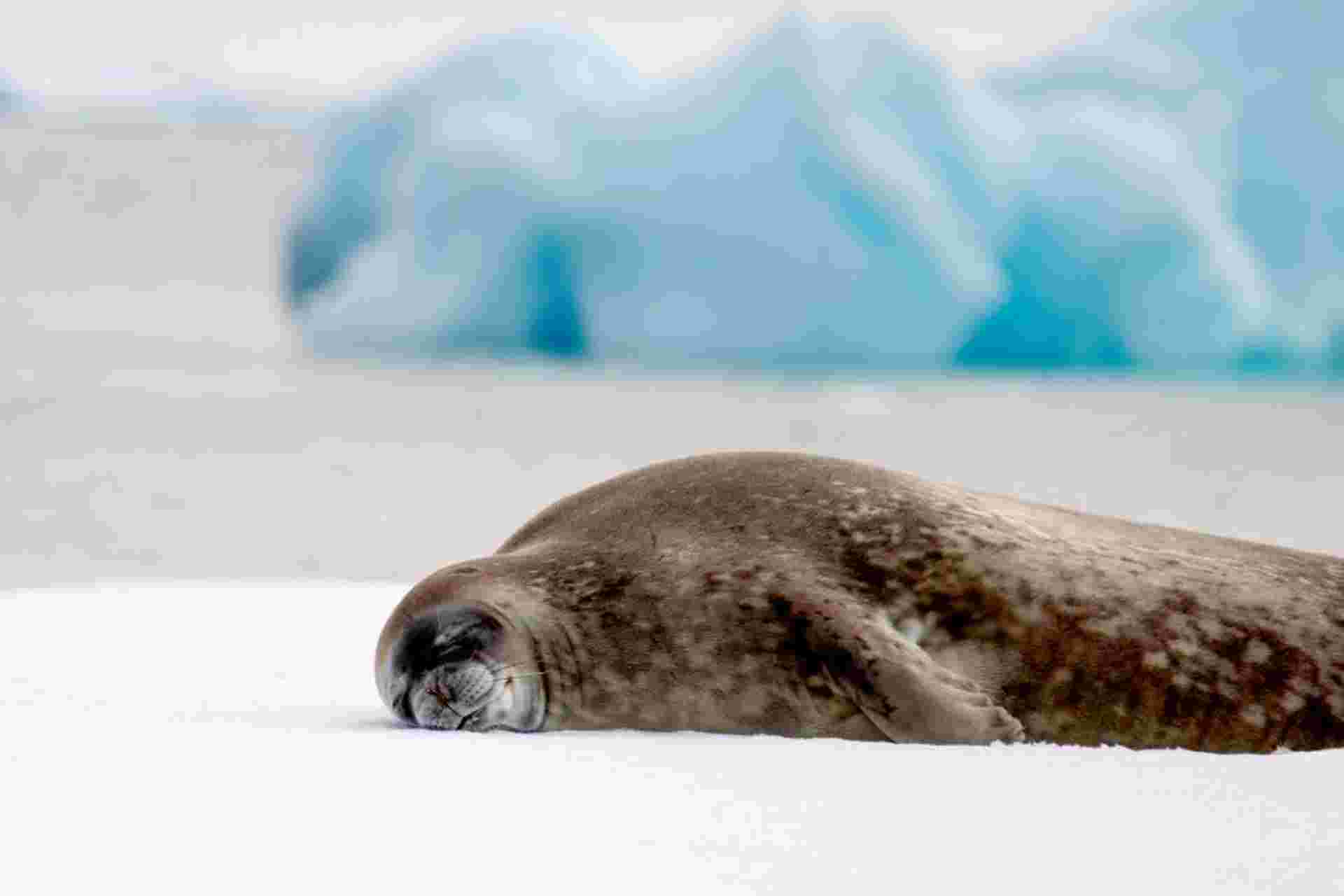 Classic Antarctica - M/V Ocean Albatros
