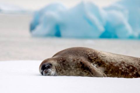 Classic Antarctica - M/v Ocean Albatros - Spring Tours