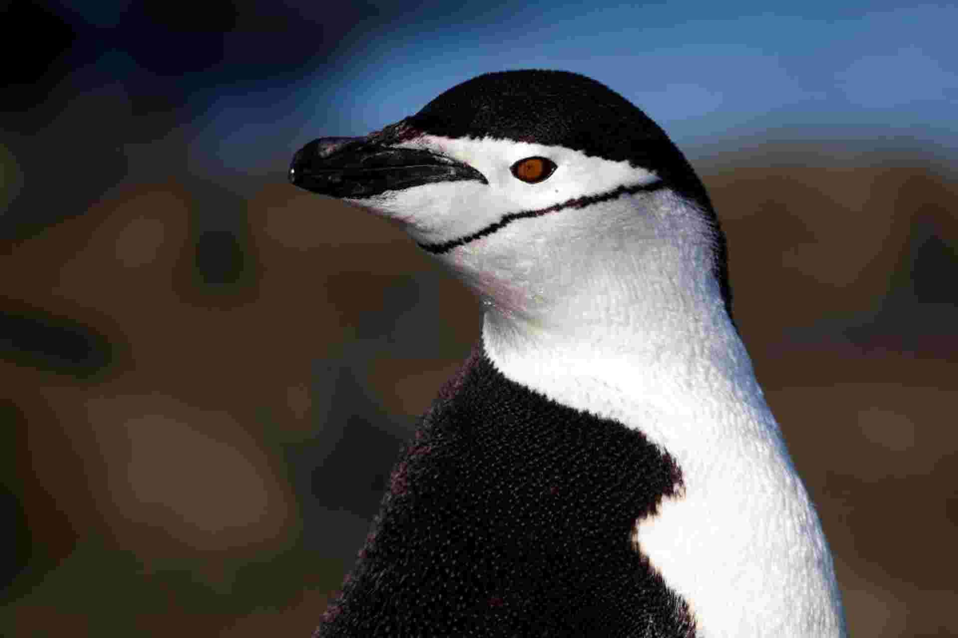 Classic Antarctica - M/V Ocean Victory