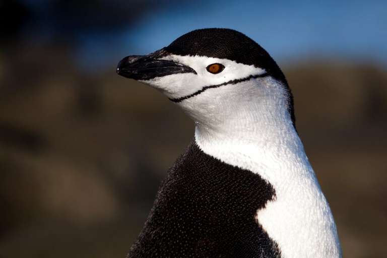 Classic Antarctica - M/V Ocean Victory trip - alternative tour available