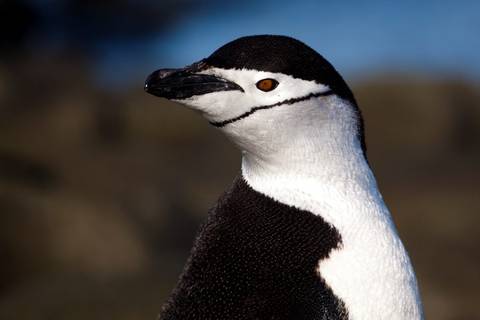 Classic Antarctica - M/v Ocean Victory - December 2026