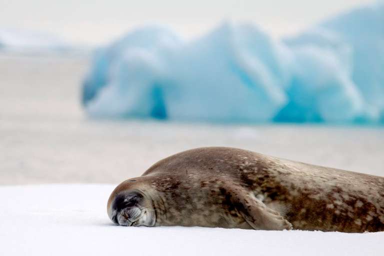 Classic Antarctica - M/V Sylvia Earle trip - alternative tour available