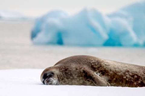 Ushuaia Polar Expeditions And Cruise Tour: Classic Antarctica - M/v Sylvia Earle