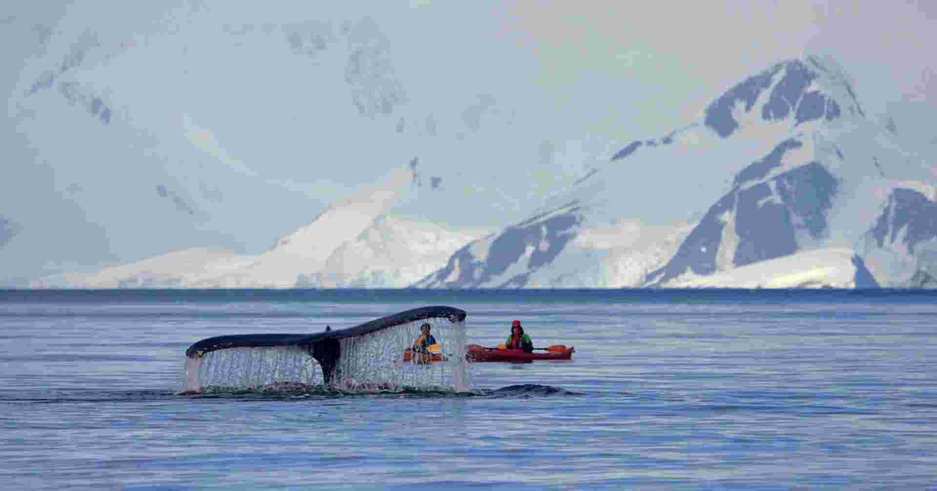 Classic Antarctica - M/V Ushuaia