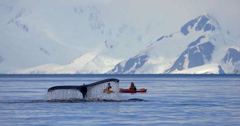 Classic Antarctica - M/V Ushuaia trip - alternative tour available