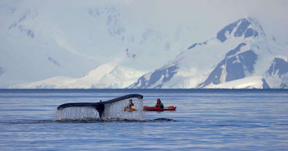 Classic Antarctica - M/V Ushuaia - Explore - Argentina - Image 1