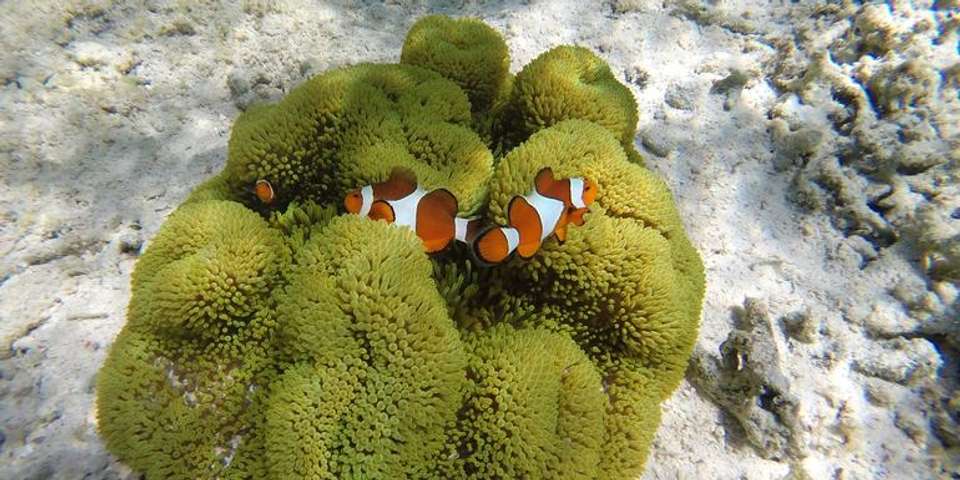 Classic Bali & Komodo Island - G Adventures - Indonesia - Image 1