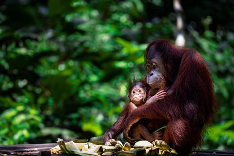 National Parks Tour: Classic Borneo