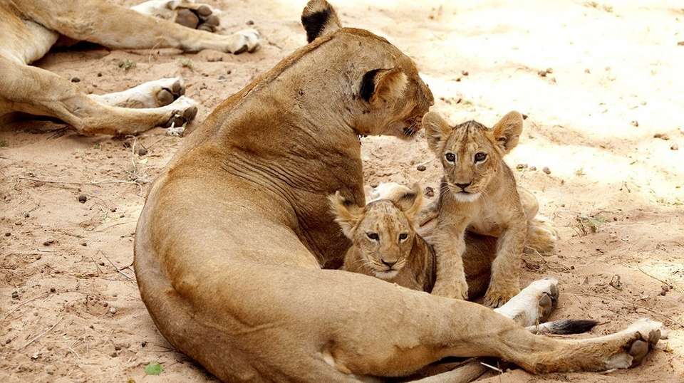 Classic Bush Safari Adventure in Tanzania - Nature Bound Africa - Tanzania - Image 3