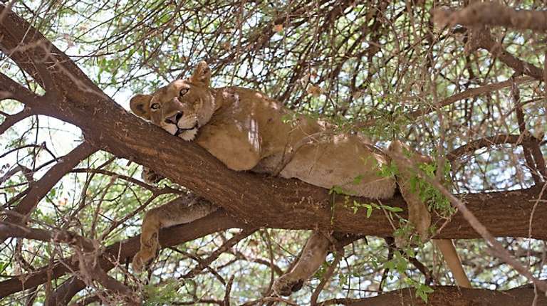 Classic Bush Safari Adventure in Tanzania trip - alternative tour available