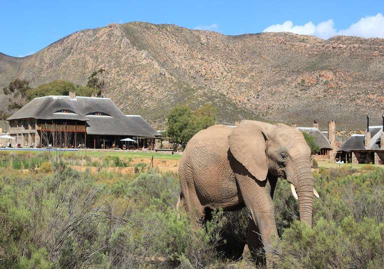 Classic Cape Town and Safari trip - alternative tour available