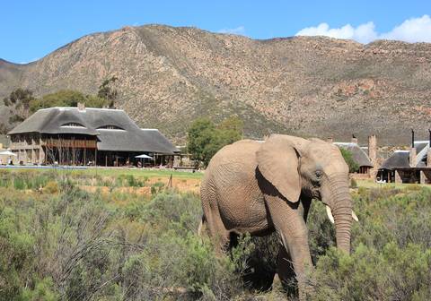 Classic Cape Town And Safari - August 2026