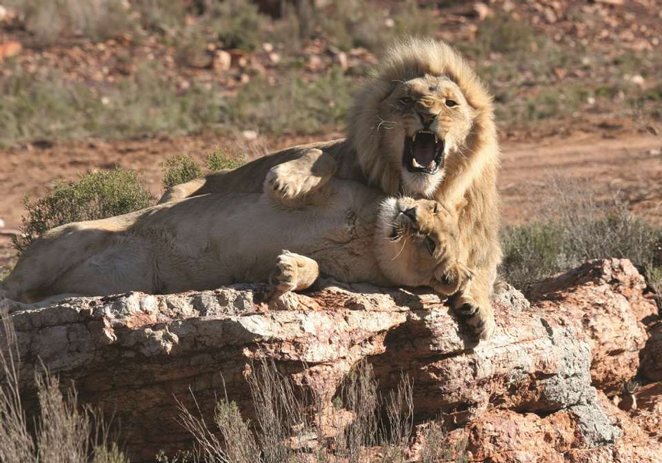 Classic Cape Town and Safari - Indus Travels - South Africa - Image 2