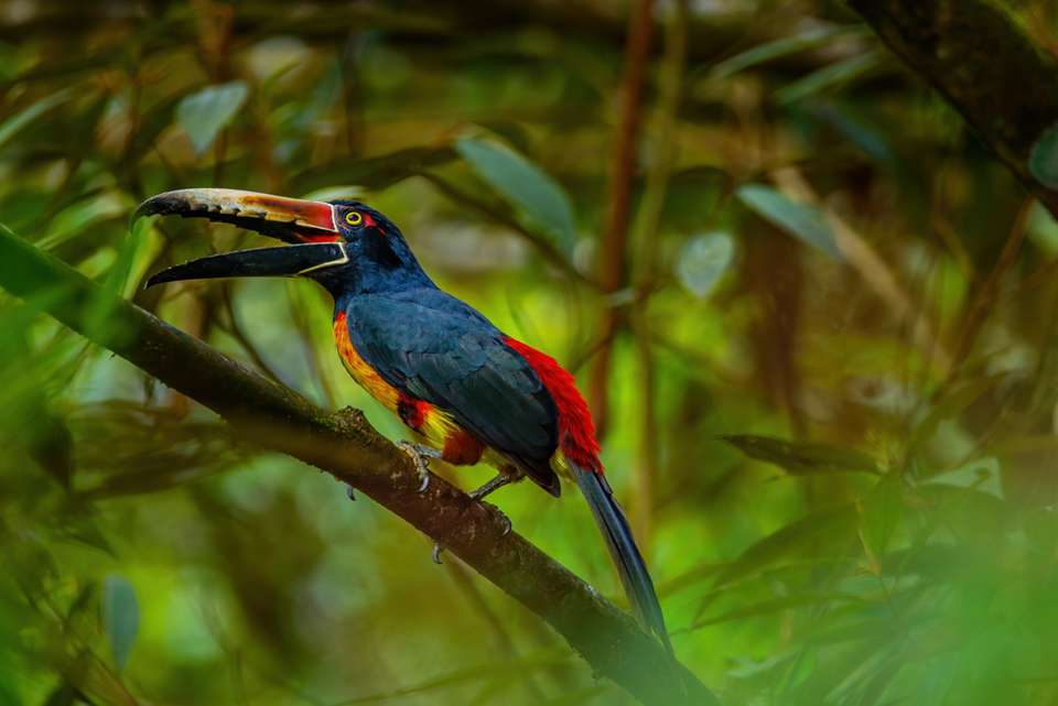 Classic Costa Rica - Intrepid Travel - Costa Rica - Image 18